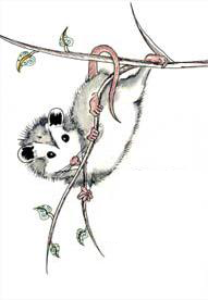 drawing of an opossum